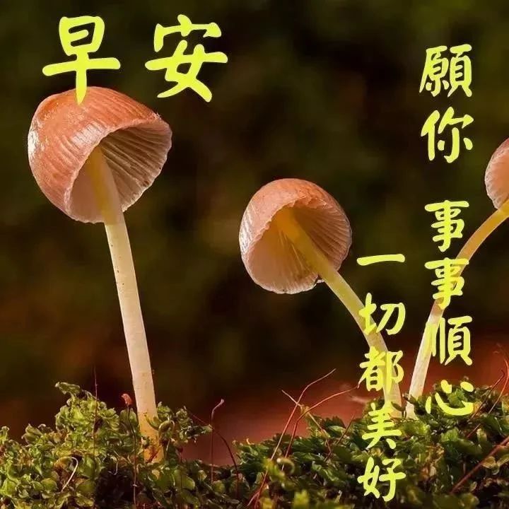 早上好简单好看的早安祝福语,早上好的问候美句励志的早安语