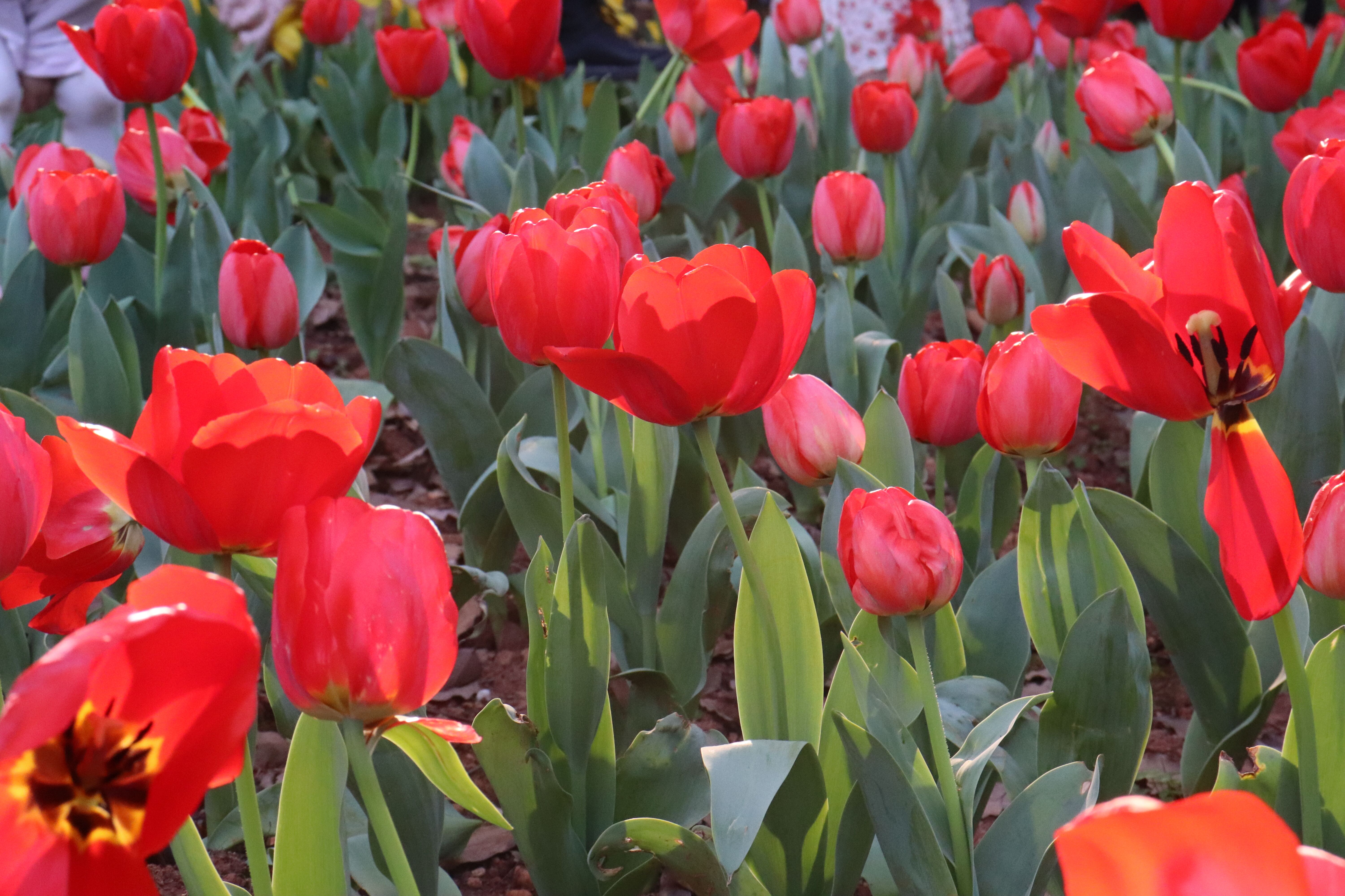 中烟厂工资待遇怎么样,浙江中烟工业有限公司待遇