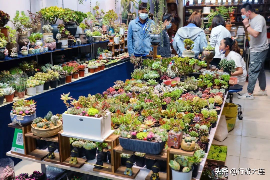 大连花市哪里最好玩,大连的花市有哪些