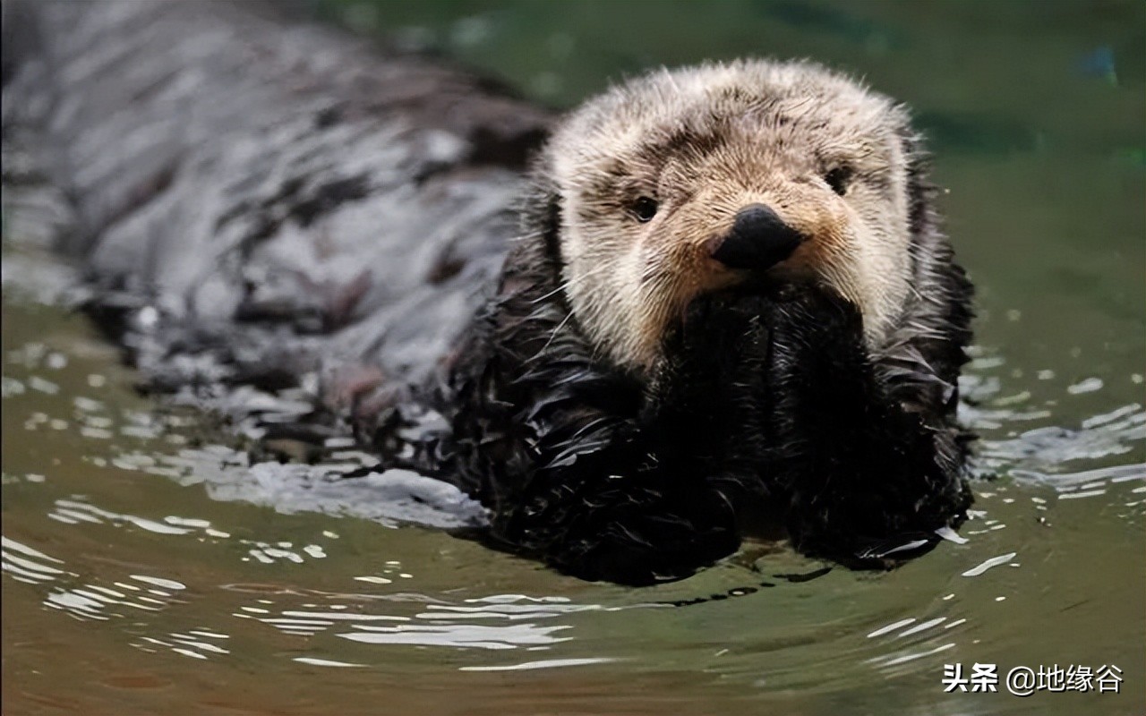 新西兰人口为什么那么少,新西兰人口为什么集中分布在北岛