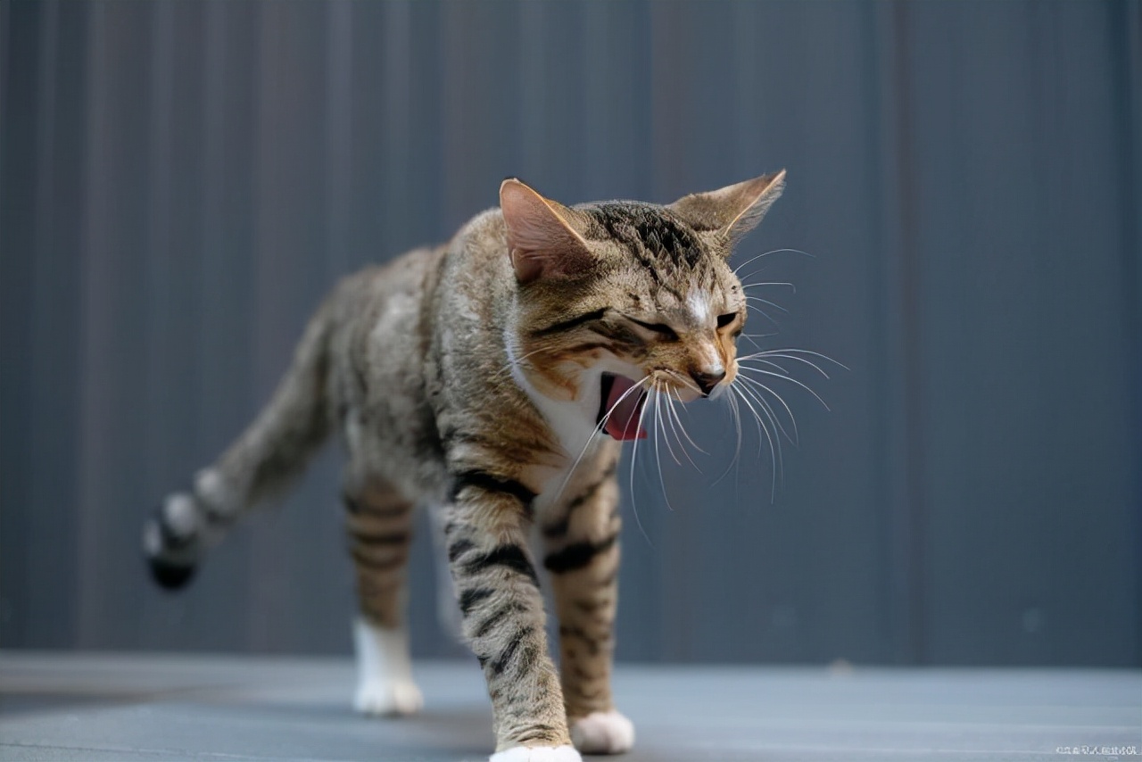 看见一只被撞死的猫有什么预兆,撞死猫有什么预兆