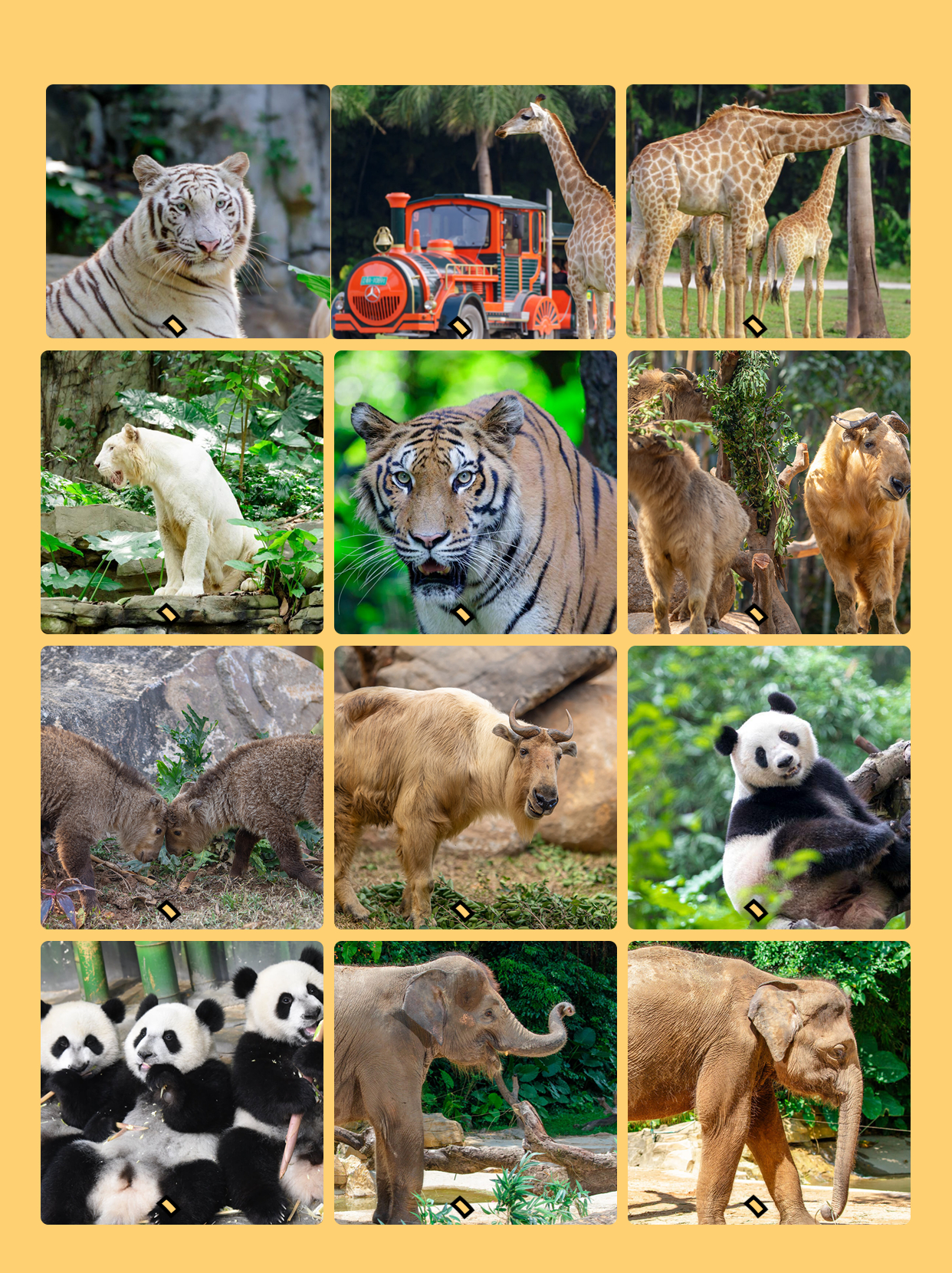 广州长隆野生动物园附近行李寄存,长隆野生动物园行李可以寄存的吗