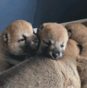 幼犬1-3个月怎么喂养土狗,如何快速成为幼犬的铲屎官