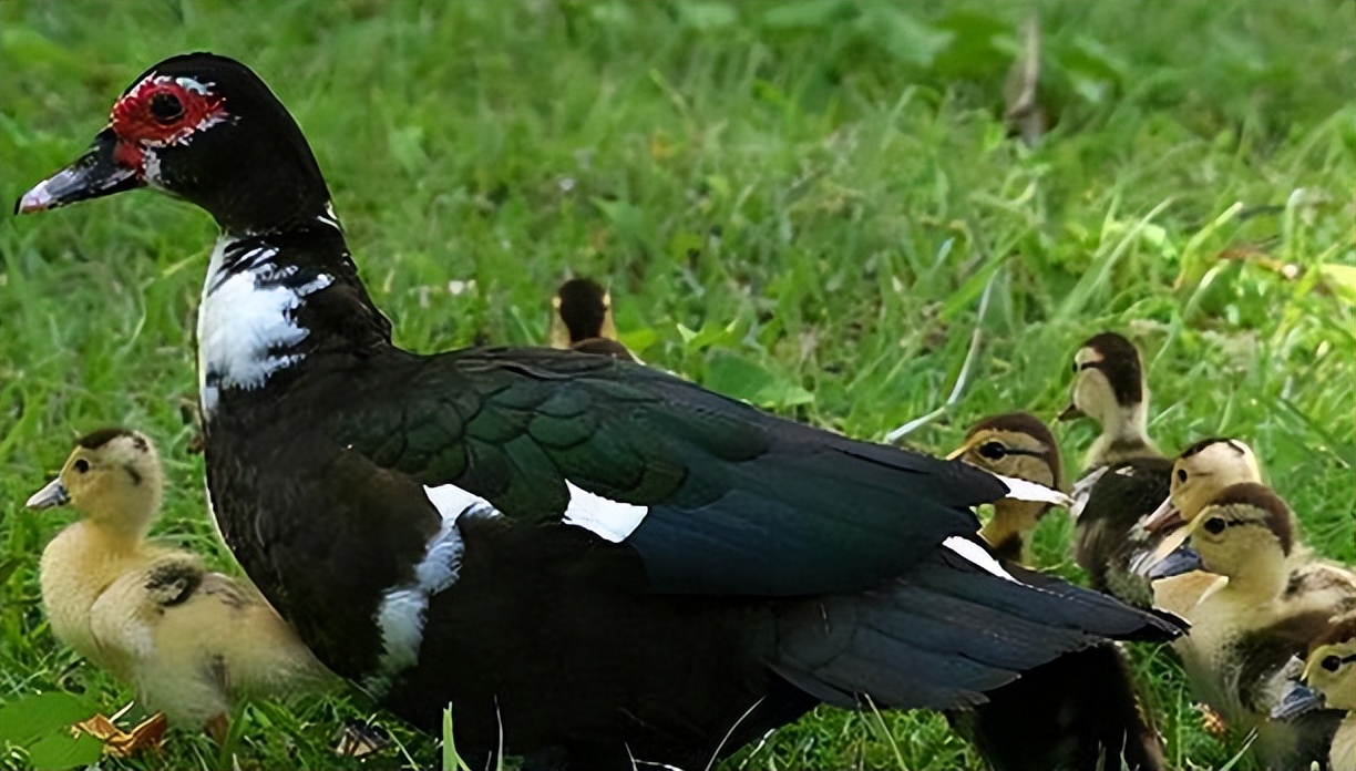 小鸭脚拐了咋回事,小鸭子脚瘸了怎么治