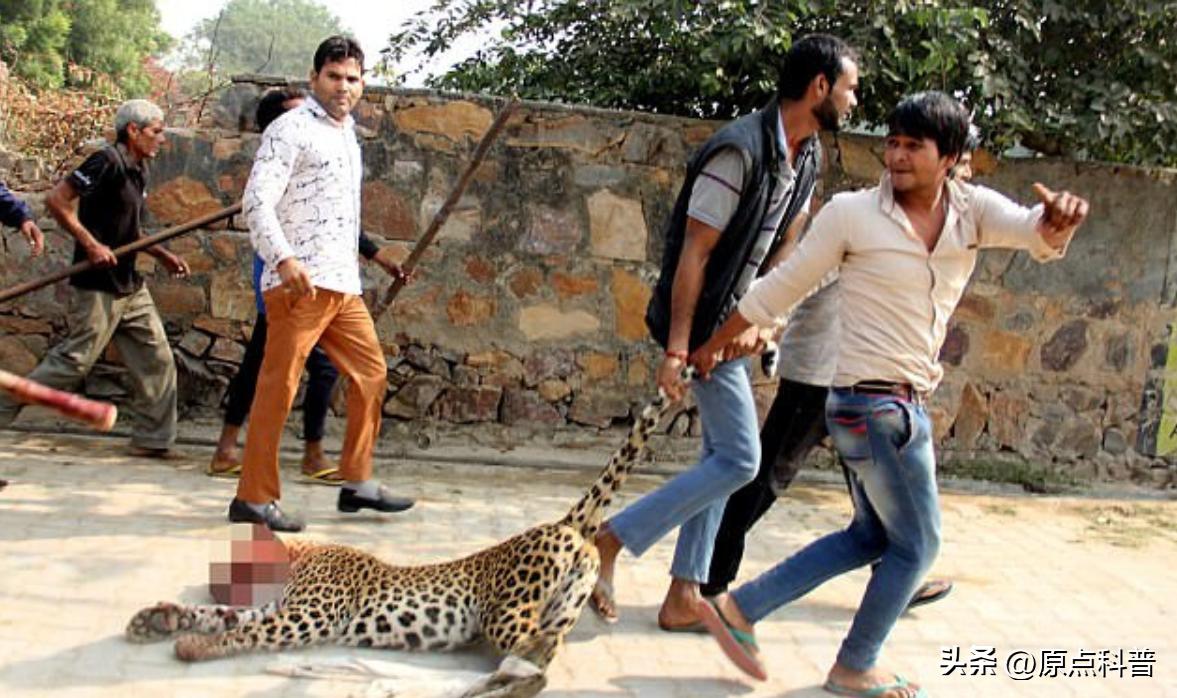 印度泛滥成灾的七大动物，自己不敢吃，想让中国当接盘侠