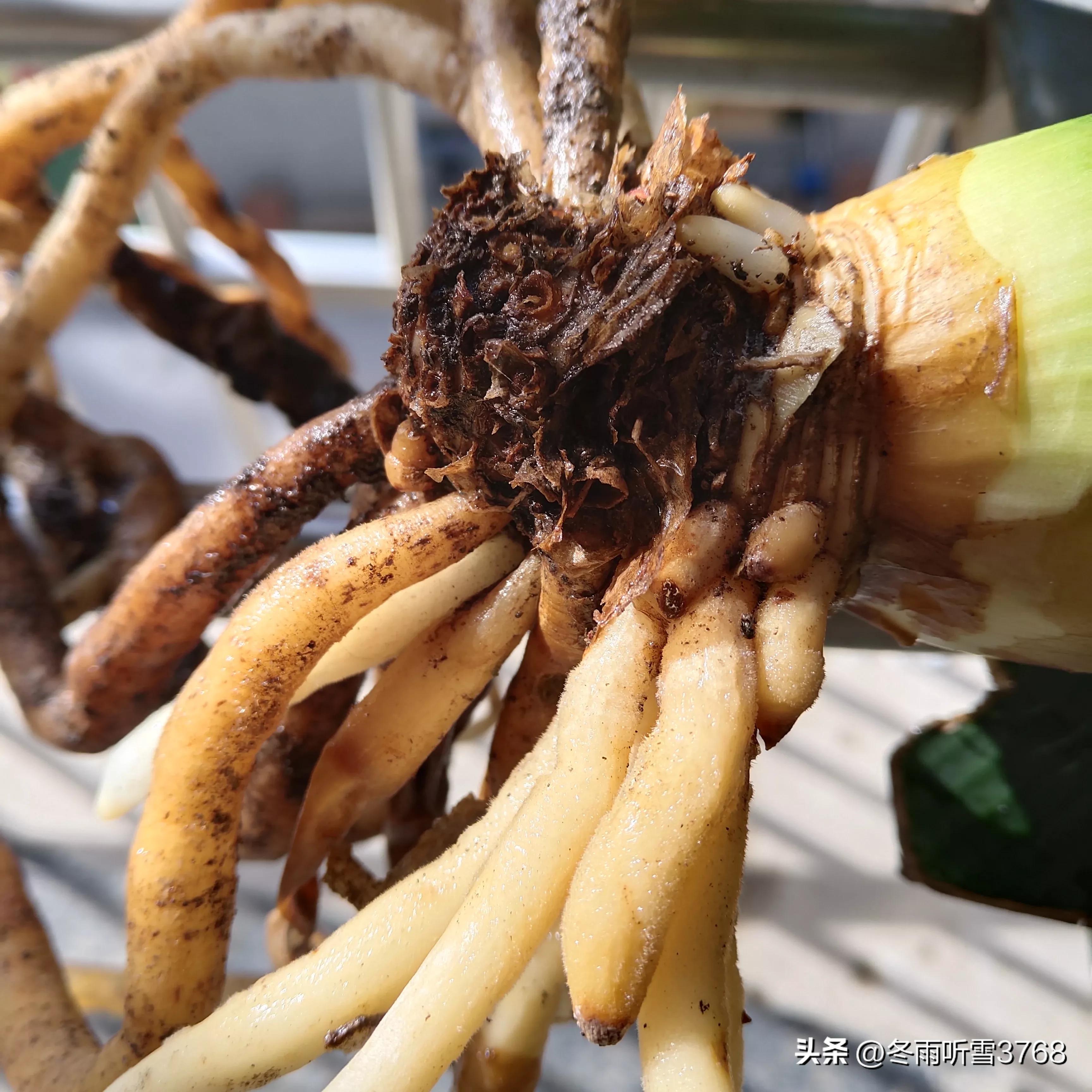 君子兰秋季换盆的最佳时间,现在是秋季君子兰换盆可以吗