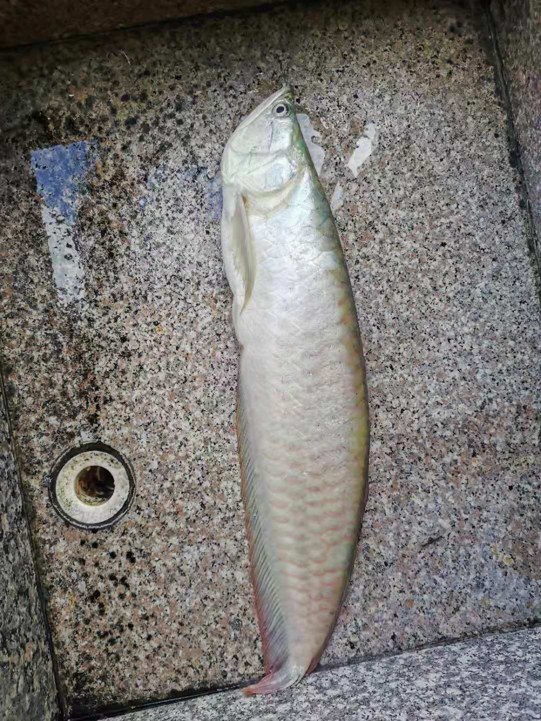 龙鱼病害防治图片,龙鱼常见疾病表现图片