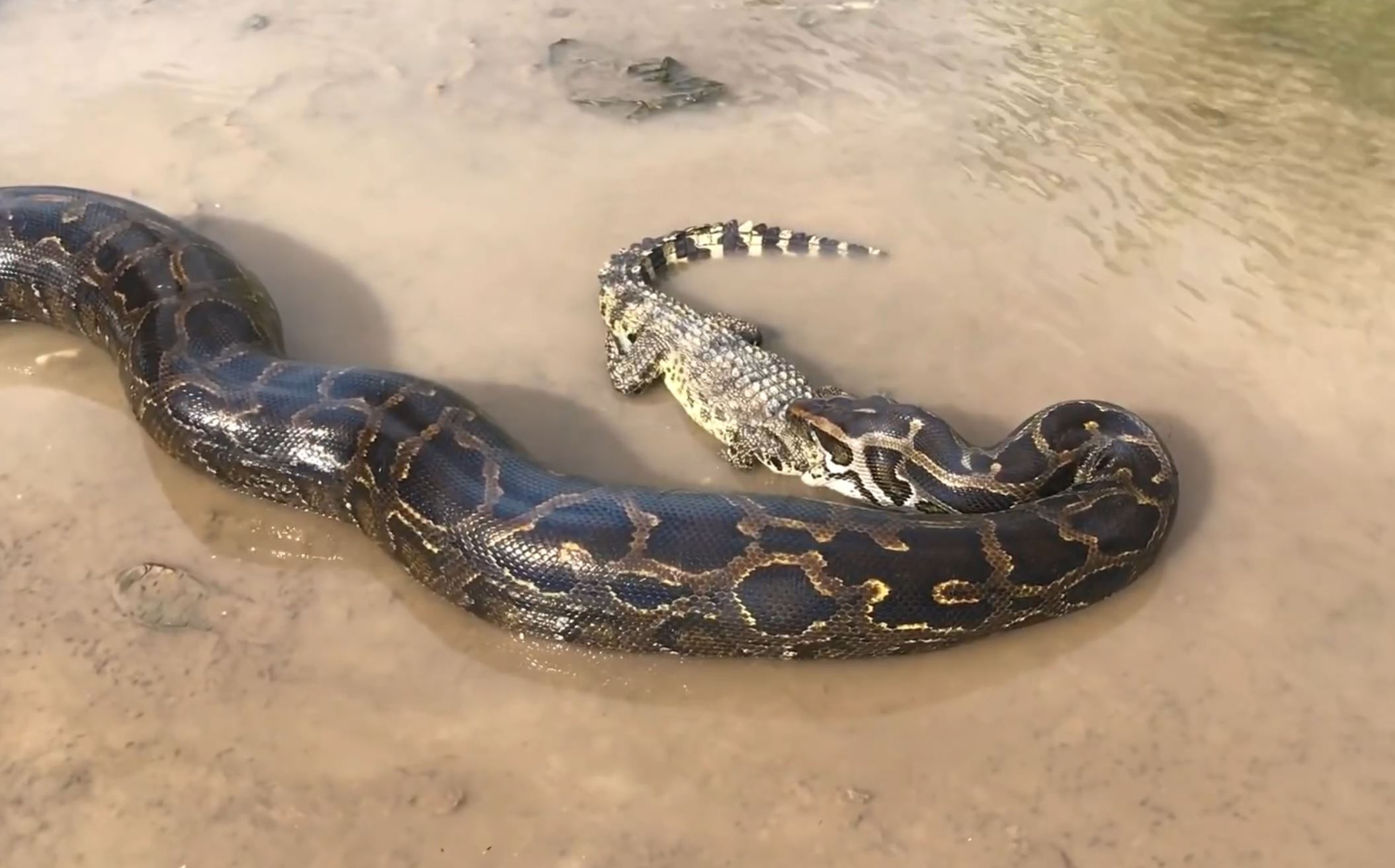 如果人被蟒蛇吞下是否有机会逃生,被蟒蛇吞下的自救方法