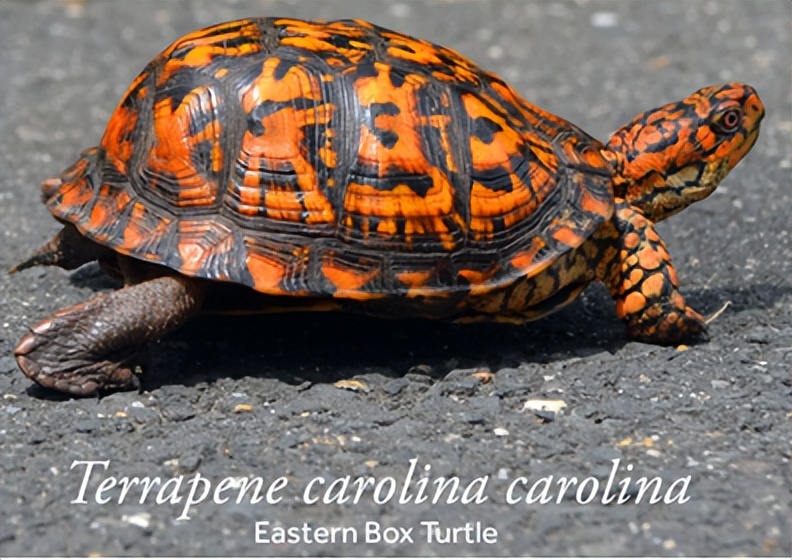 箱龟种类及图片,箱龟品种大全