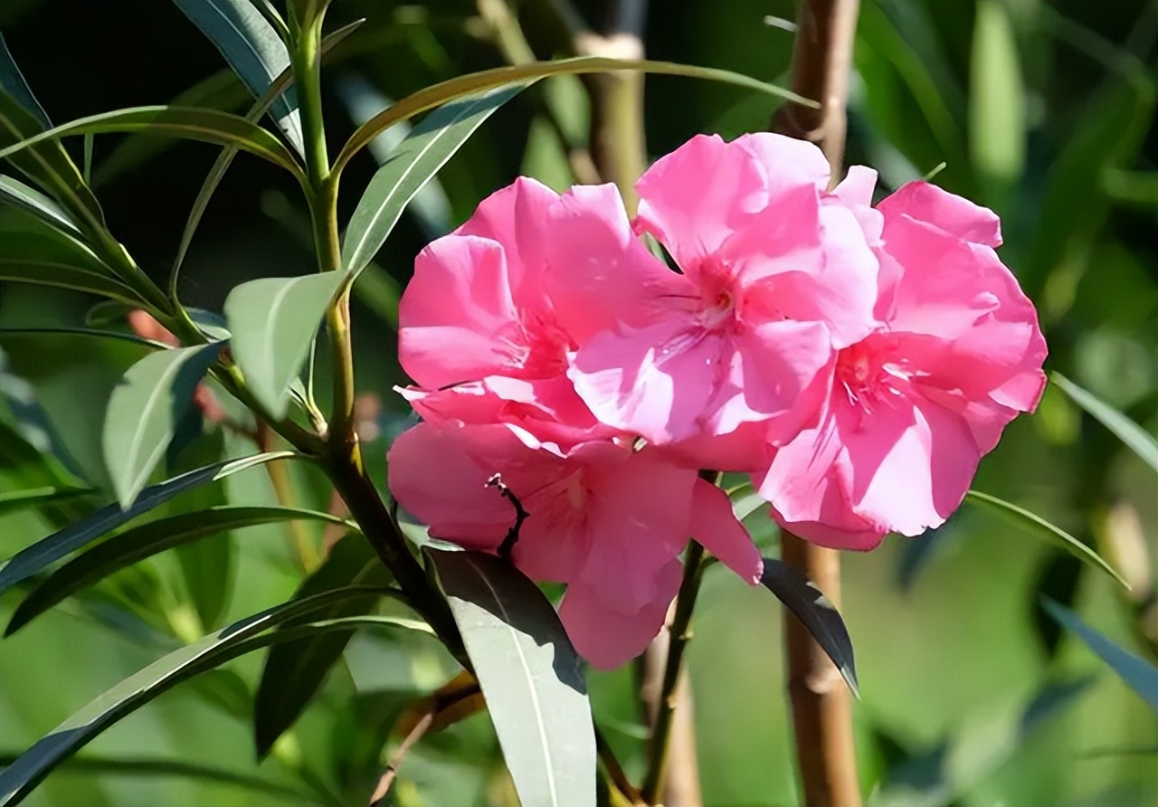 奶奶叮嘱，“花草有三不送，送了变仇人”，过来人的经验