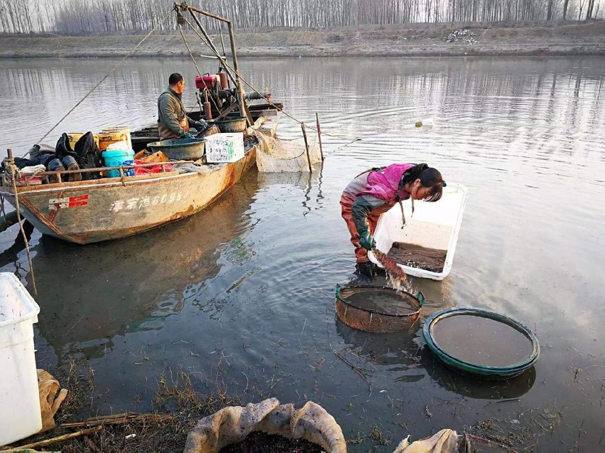 一晚赚上万元臭水沟里的红虫,臭水沟里的红虫一斤多少钱