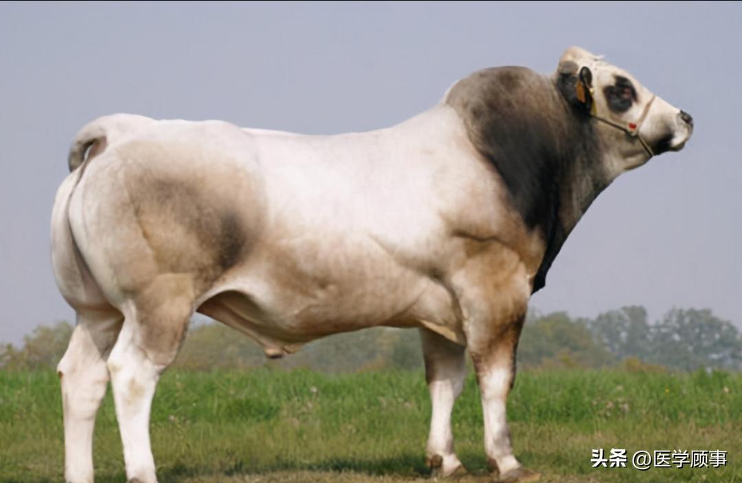 世界高端牛肉品牌,世界牛肉品牌排行榜前十名