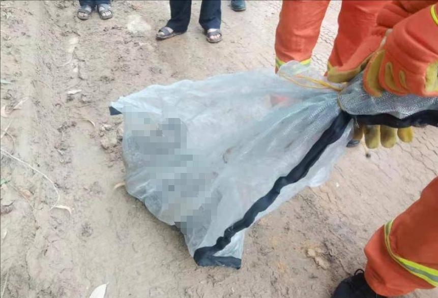 野生蟒蛇为什么不攻击人,巨蟒蛇蜕皮的过程