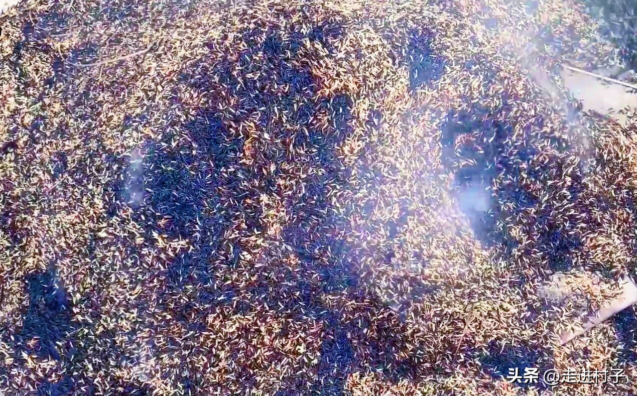 农村人自制高级营养土最简单,怎么低成本自制营养土