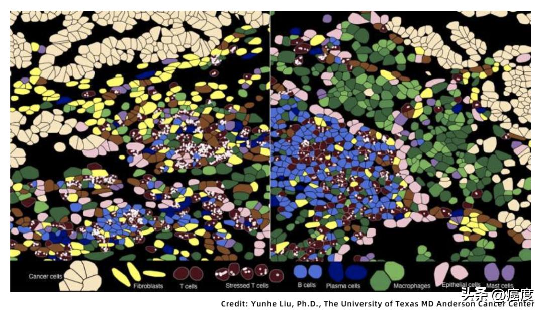 免疫疗法的真相,免疫细胞疗法有什么副作用