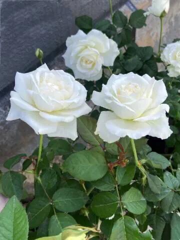 白花月季汇粹：白雪公主、藤冰山、婚礼之路、波莱罗、加百列