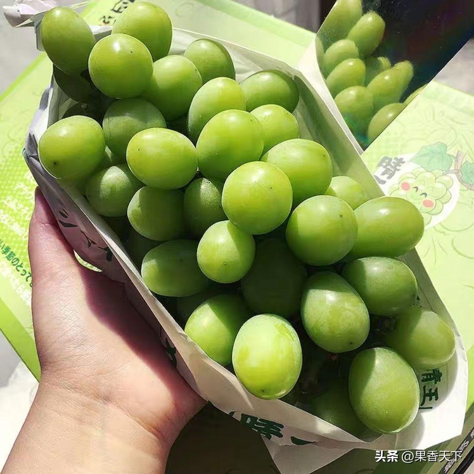 阳光玫瑰种植前景分析,阳光玫瑰前期种植技术全套