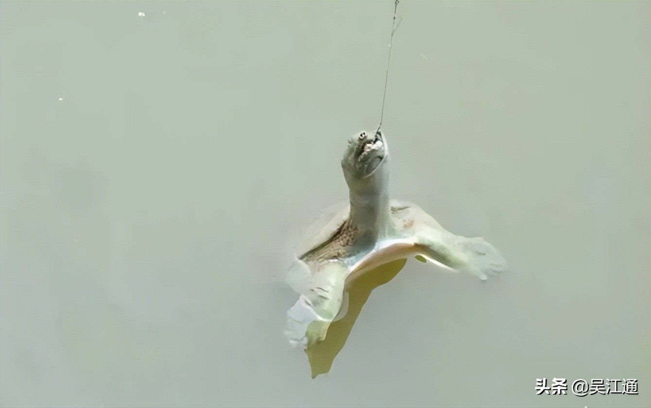 楸间簨灏忚,楸间簨鏉傝