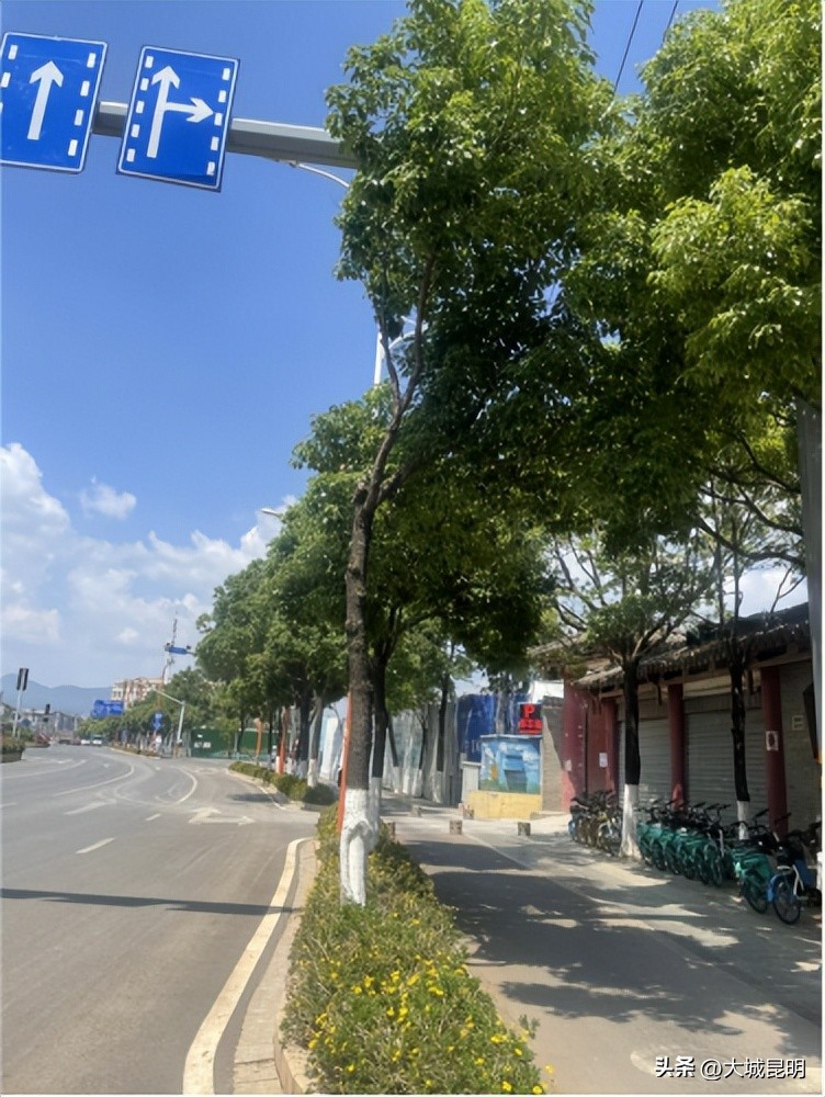 补绿换绿增绿！西山区道路沿线景观将焕然一新