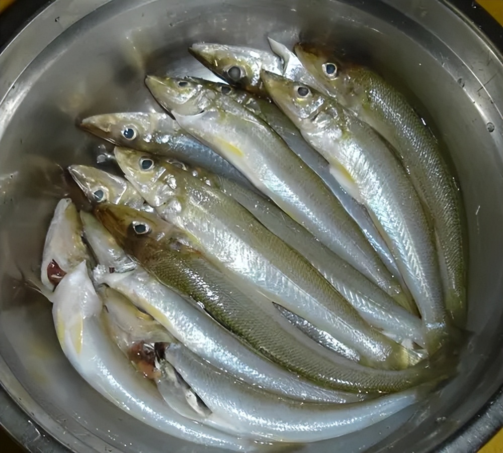 海边最常钓到海鱼品种大全及图片,海边钓鱼最常见的海鱼