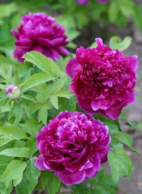 瞻仰胡氏受姓始祖公满陵墓及观光沿途景物