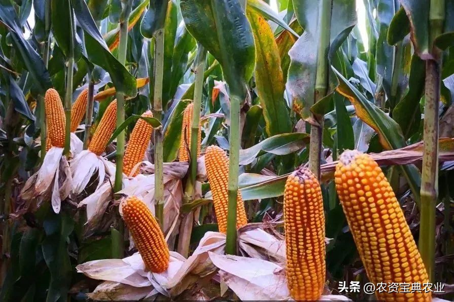 黄金棒819玉米种介绍,玉米种黄金棒918