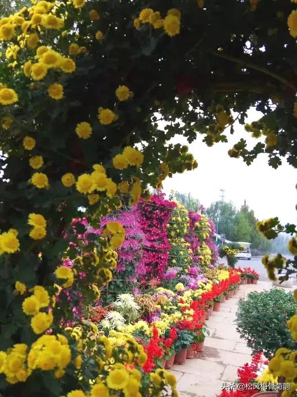 阳光染花颜，清露润芳心，倾情一绽为君开，只盼君再来