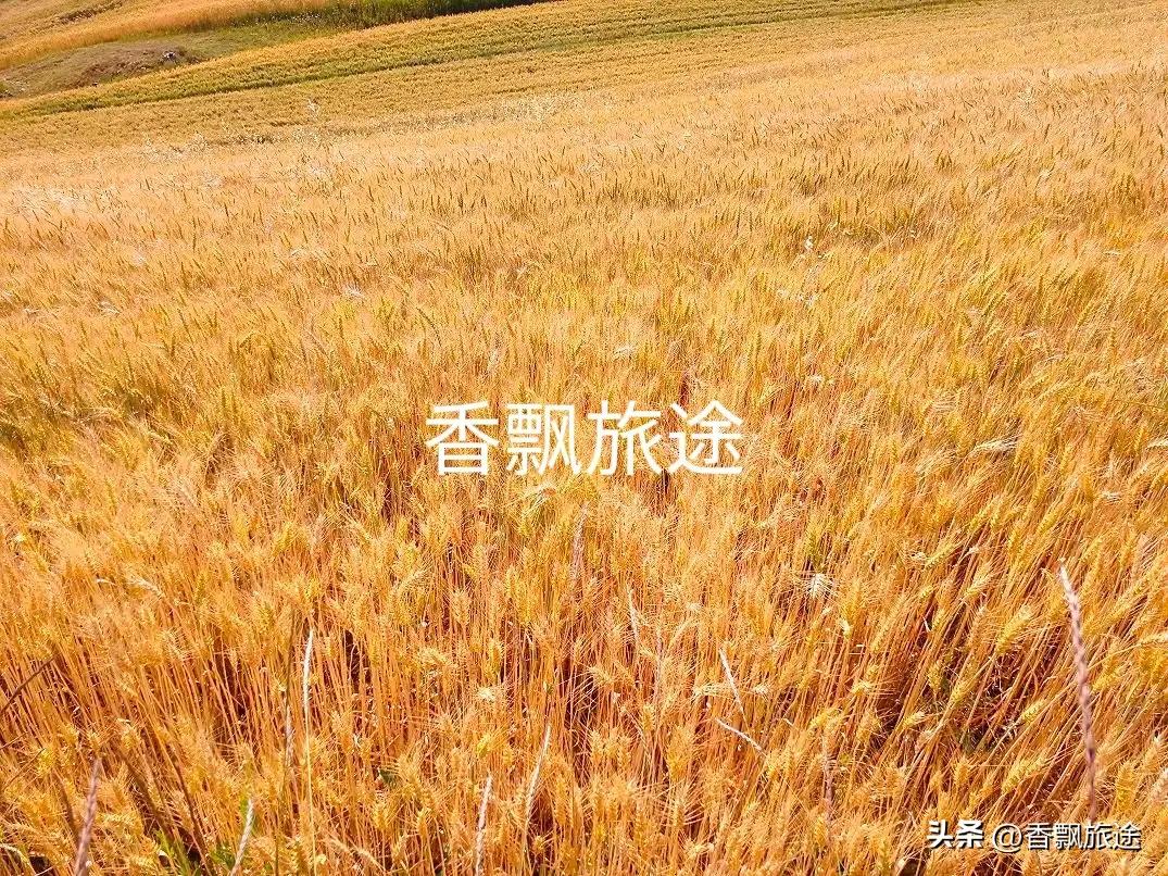 新疆伊犁州江布拉克,新疆奇台江布拉克