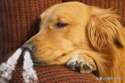 狗狗生气会有哪样的表现,主人生气时狗狗这些表现是在道歉