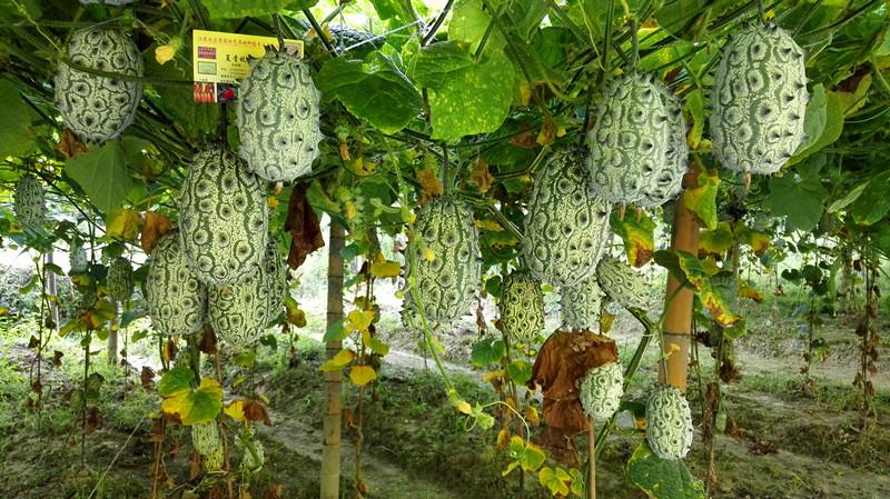 火参果，黄瓜的非洲“亲戚”，吸引眼球却没有征服消费者的味蕾