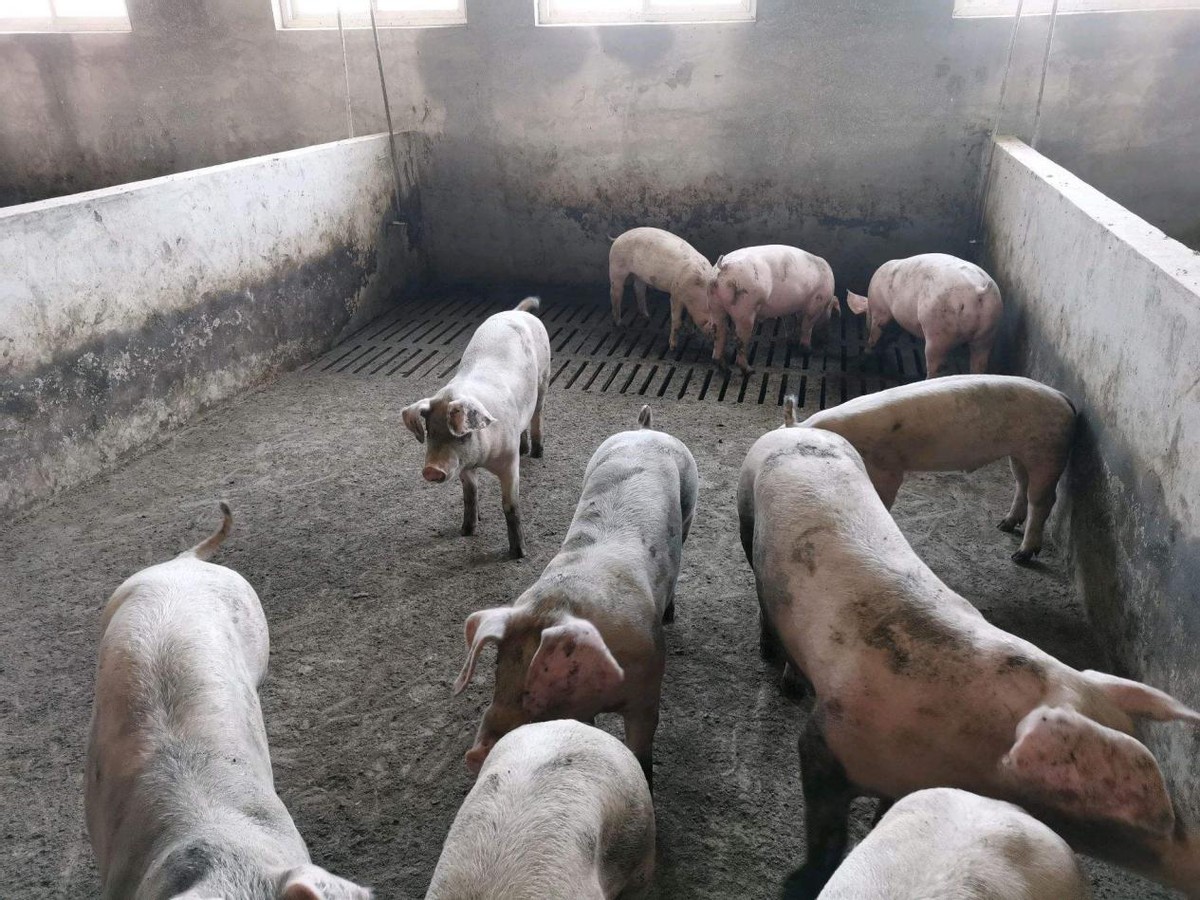 猪舍防暑降温的最佳方法,冬季养猪场怎么通风与保暖