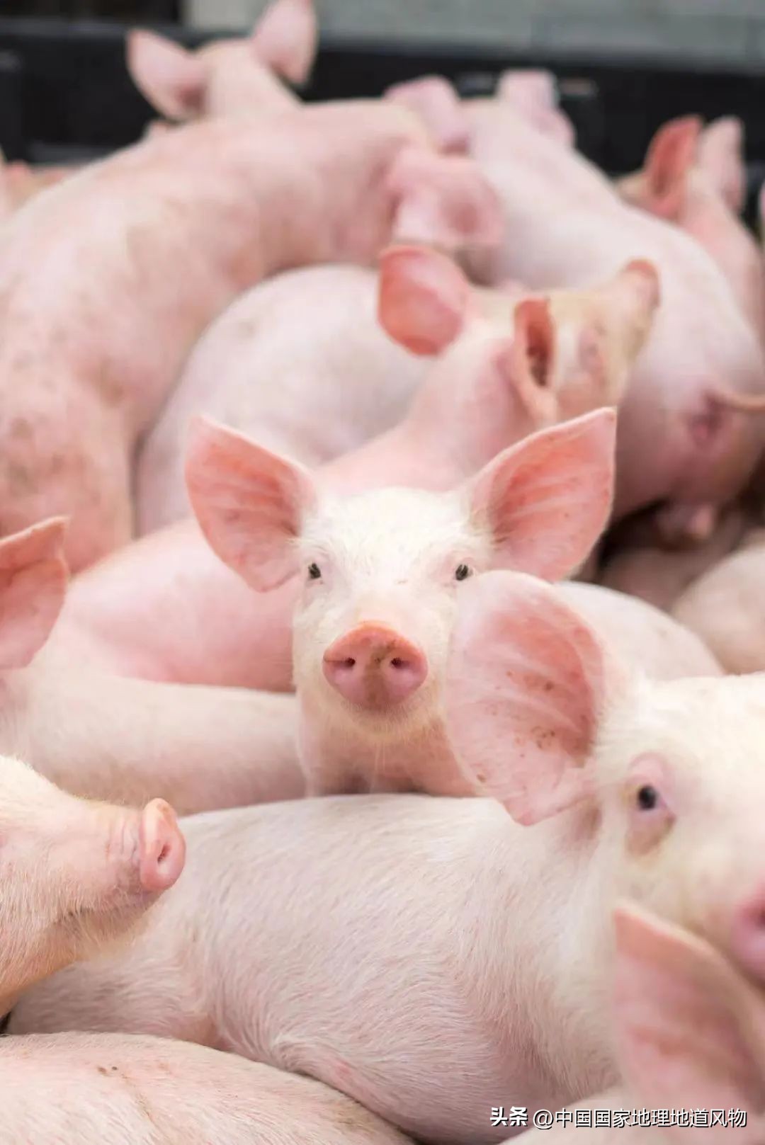 全国各地吃猪图鉴,哪个地方吃的猪最多