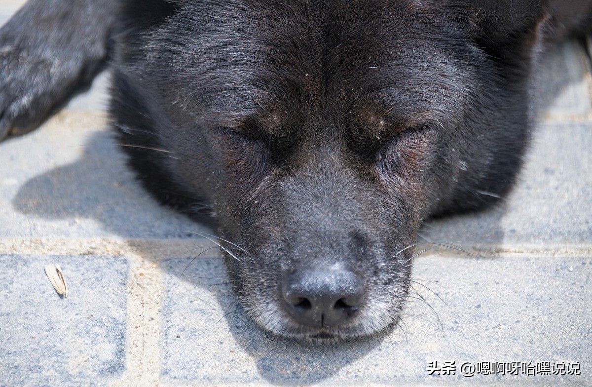 狗狗救主人摔断腿，主人离它而去原地苦等三年，结局感慨！（一）