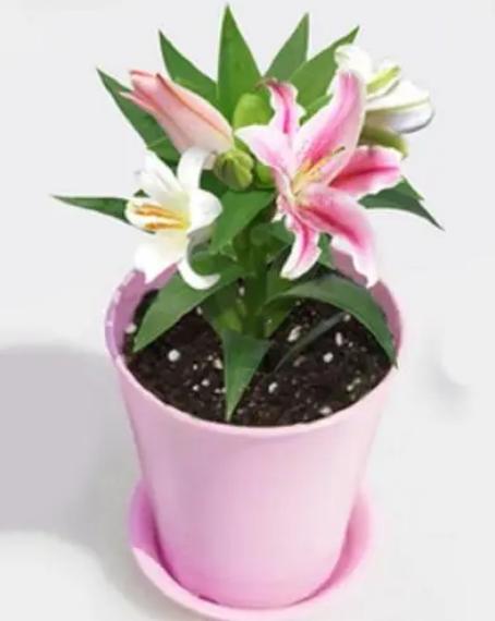 香水百合盆栽一年四季怎么养殖,香水百合盆栽好养吗