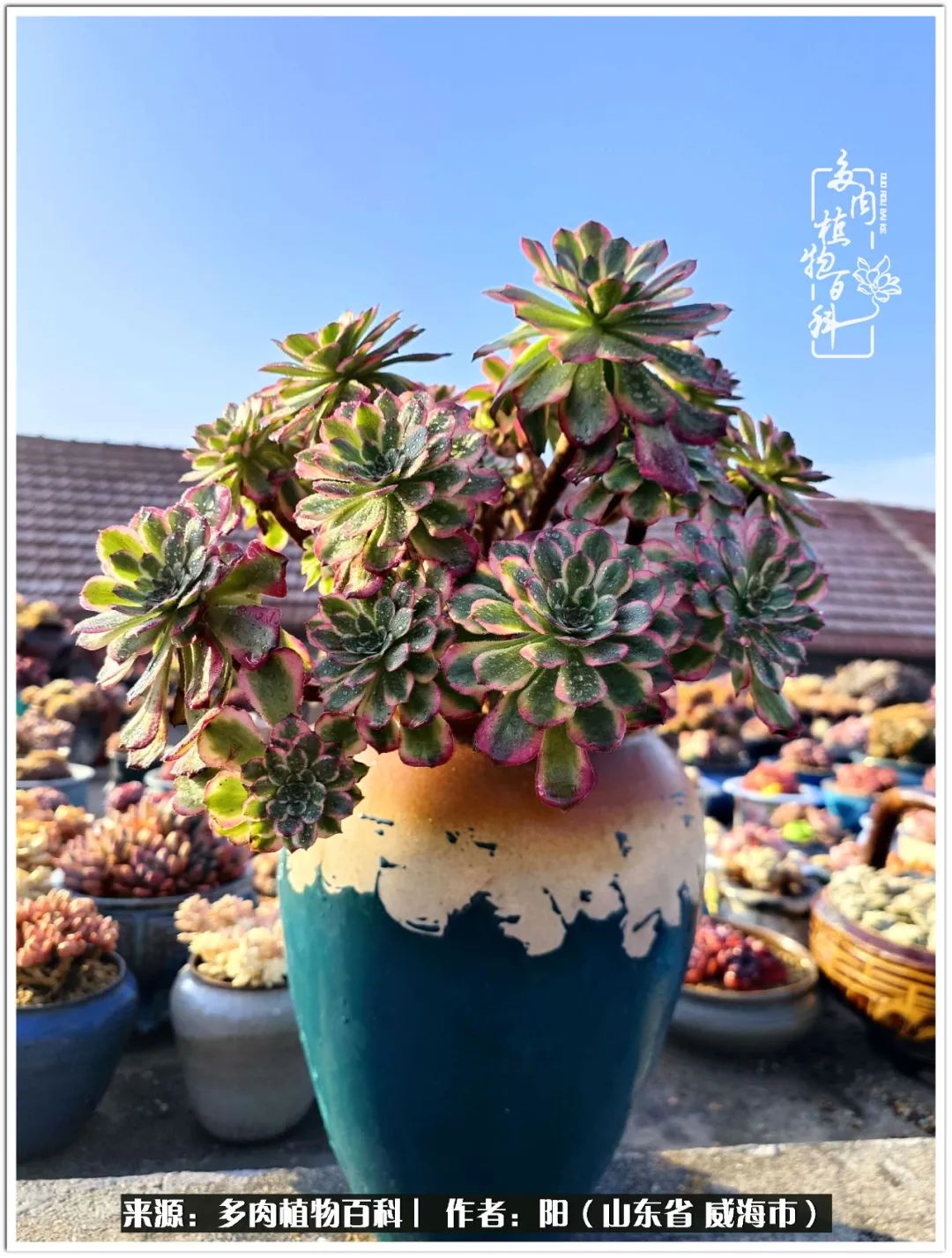 浜洪棿鐑熺伀鑷湁涓囧崈棰滆壊,浜洪棿鐑熺伀鐨嗘槸骞冲嚒棰滆壊