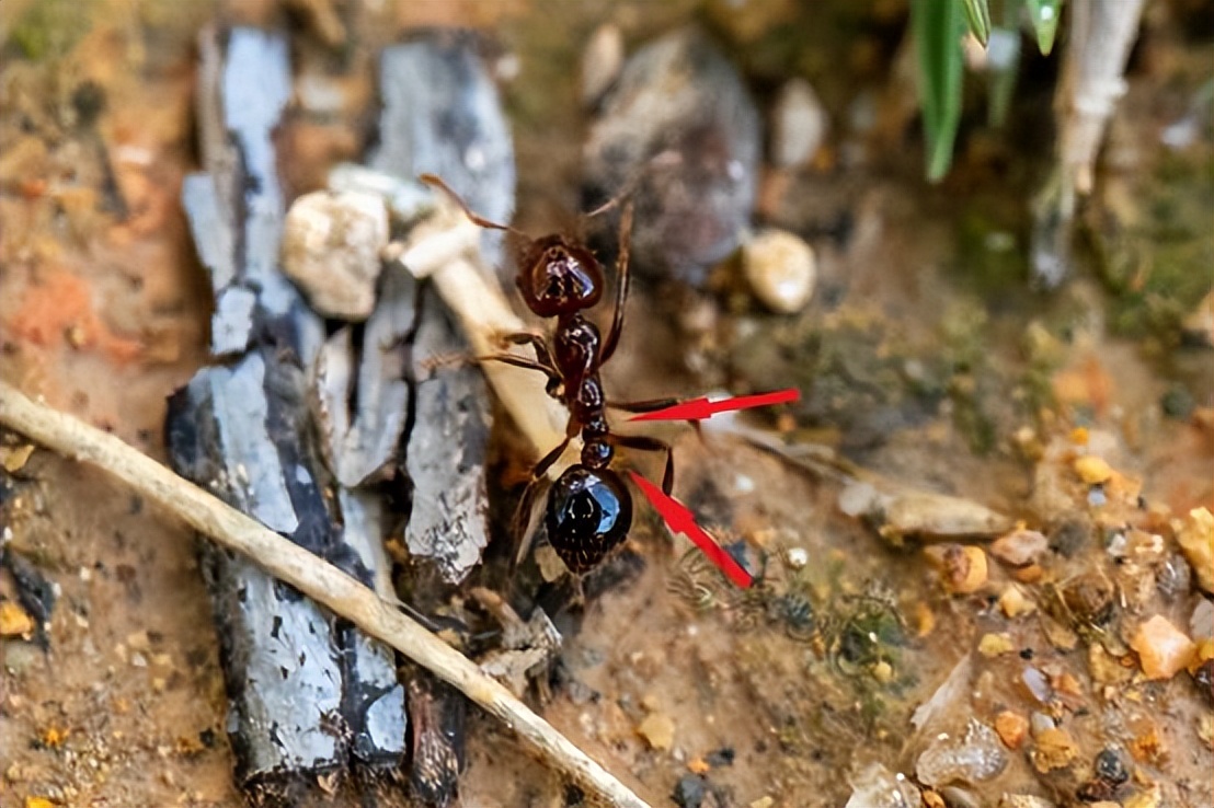 生活中什么虫子有毒,生活中不可惹的虫子