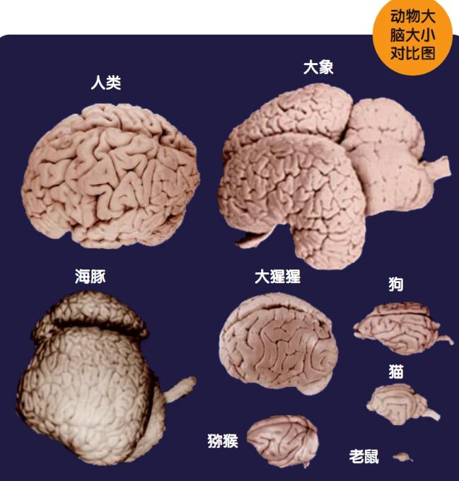 大象与犀牛是不同的物种，非洲公象，为何还要*暴强**犀牛呢？