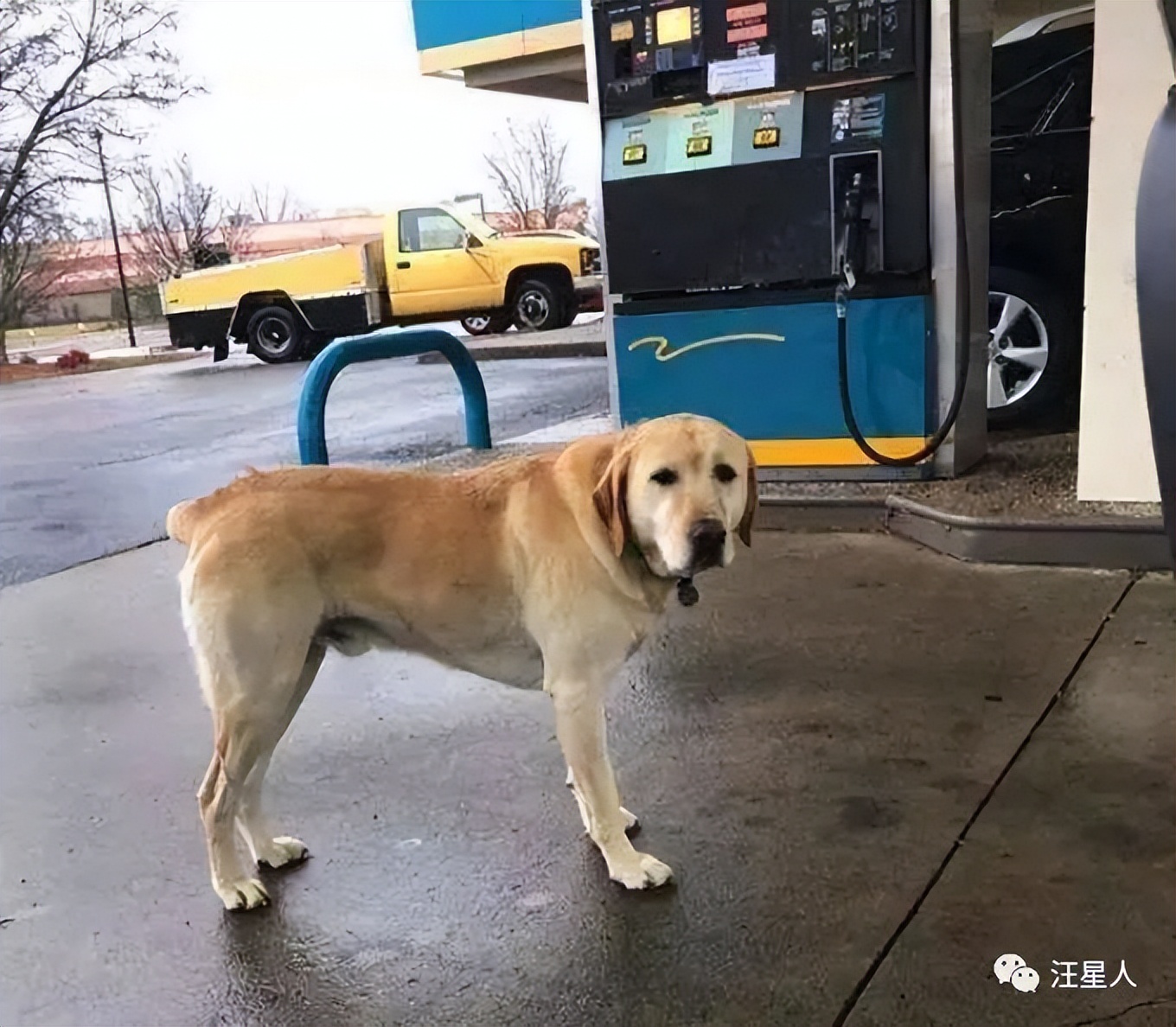 小哥在路上捡到了一个流浪猫,捡到走丢的拉布拉多