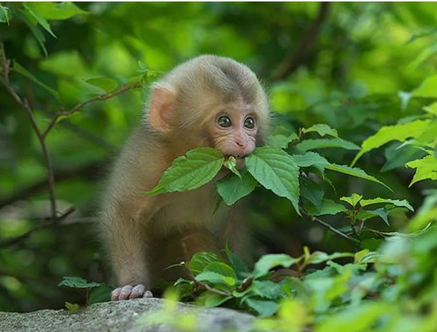 创意儿童画顽皮的猴子,儿童画剪贴创意画教程6到12岁
