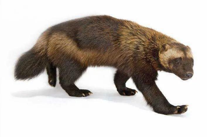 被称为世界动物平头哥的是獾吗,獾子和平头哥是同一种动物吗