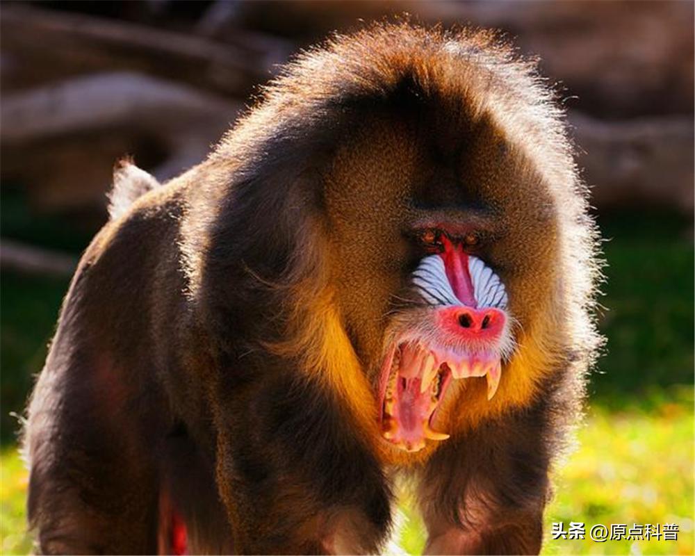 金丝猴是世界上最美猴子吗,世界上最濒危的猴子是什么猴