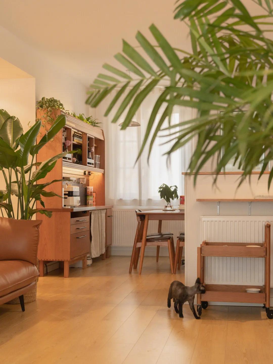 家里适合养什么大盆栽绿植,室内盆栽什么绿植好养