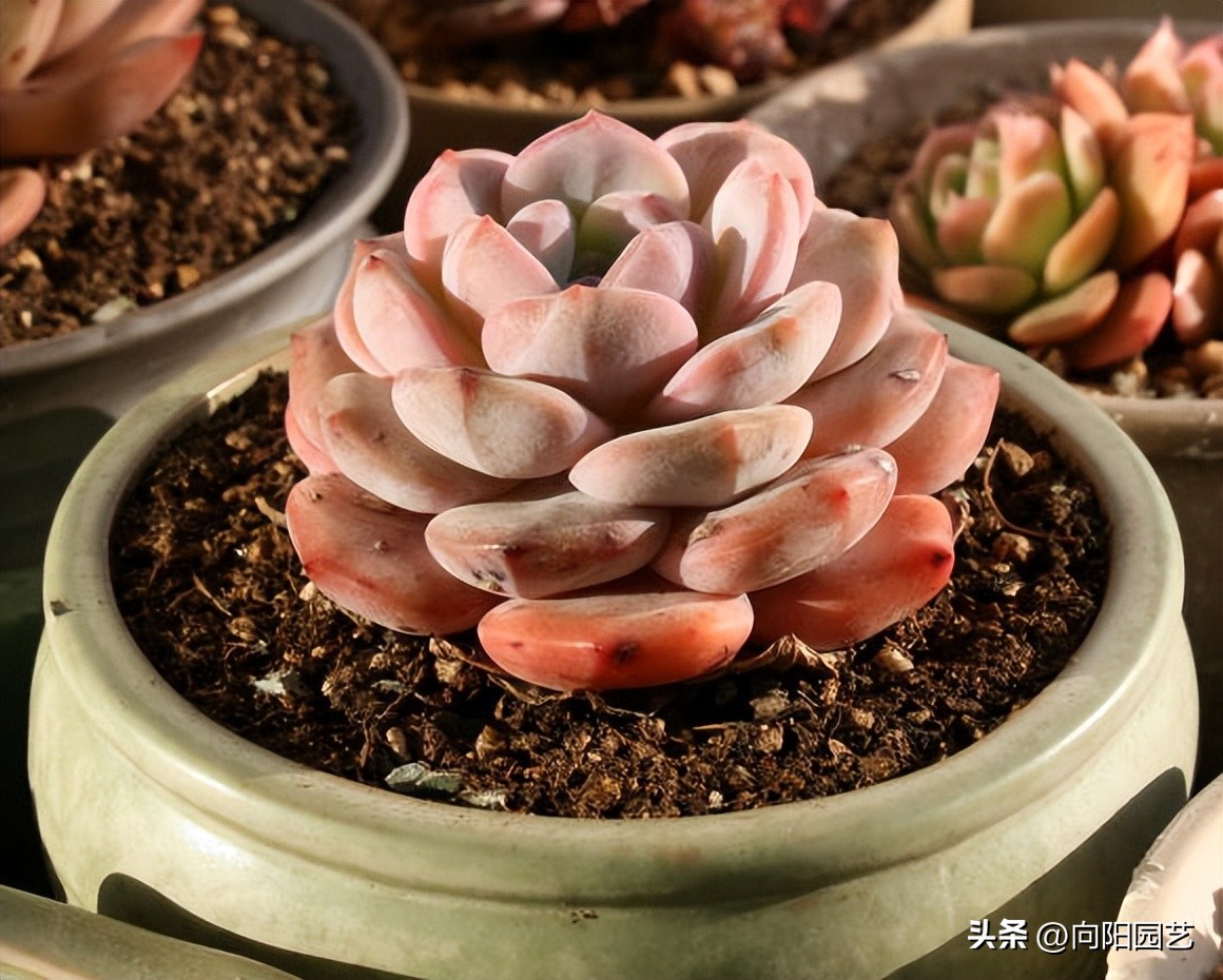 好养皮实的多肉品种推荐,新手小白养多肉哪个品种好养