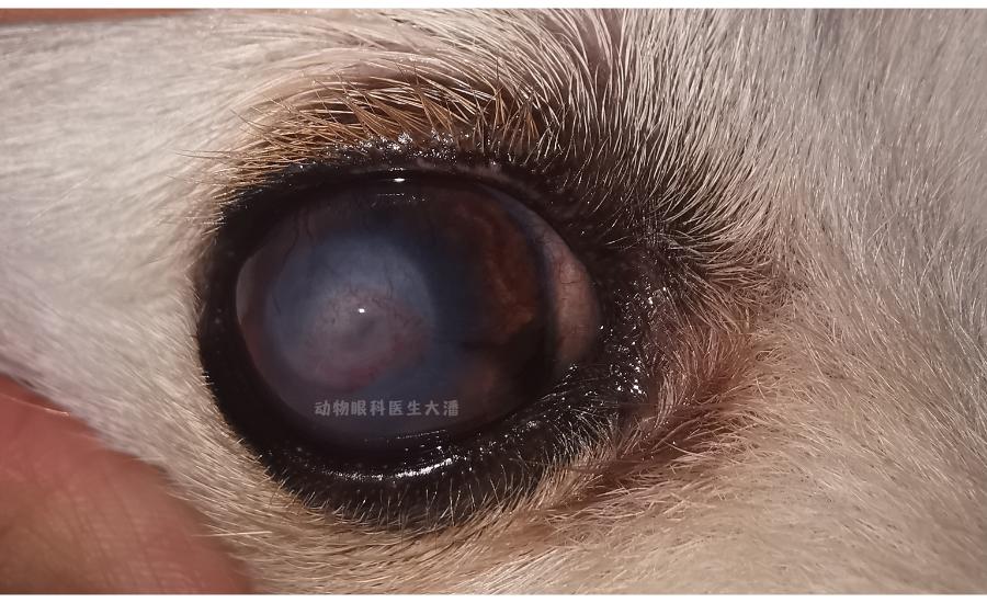 真菌性的眼角膜溃疡怎么治,在什么情况下得眼角膜溃疡