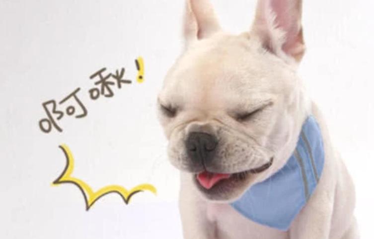 狗狗打喷嚏咳嗽干呕是咋回事,狗狗咳嗽干呕打喷嚏症状