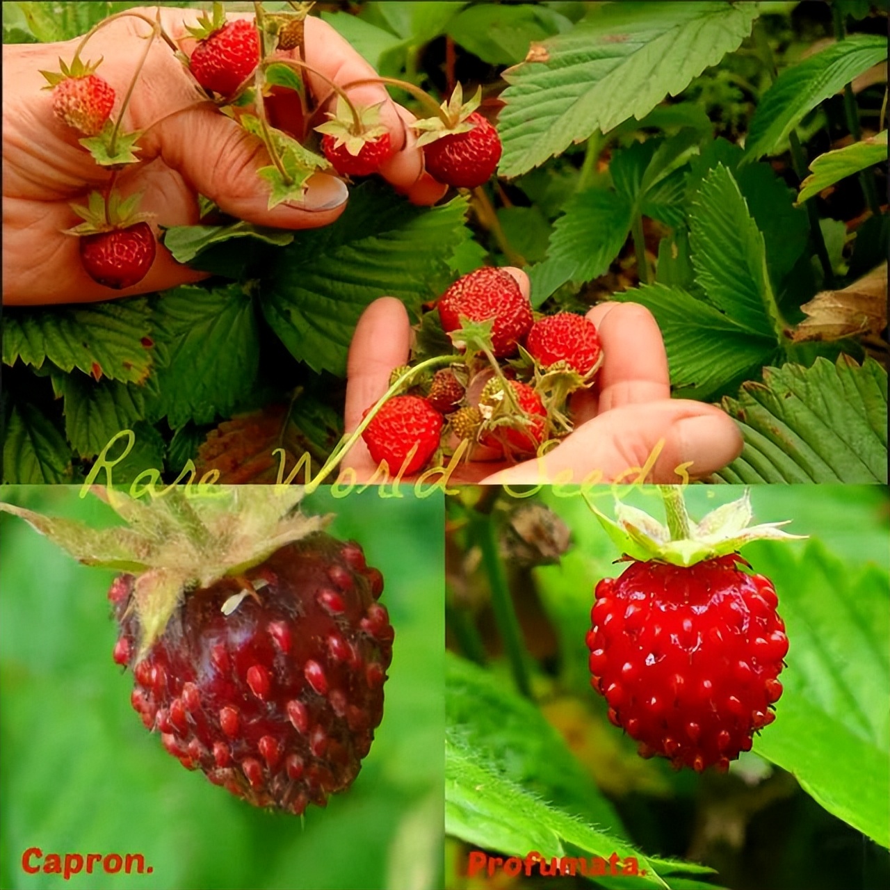 法国的弗州草莓和智利草莓从哪来,凤梨草莓跟普通草莓