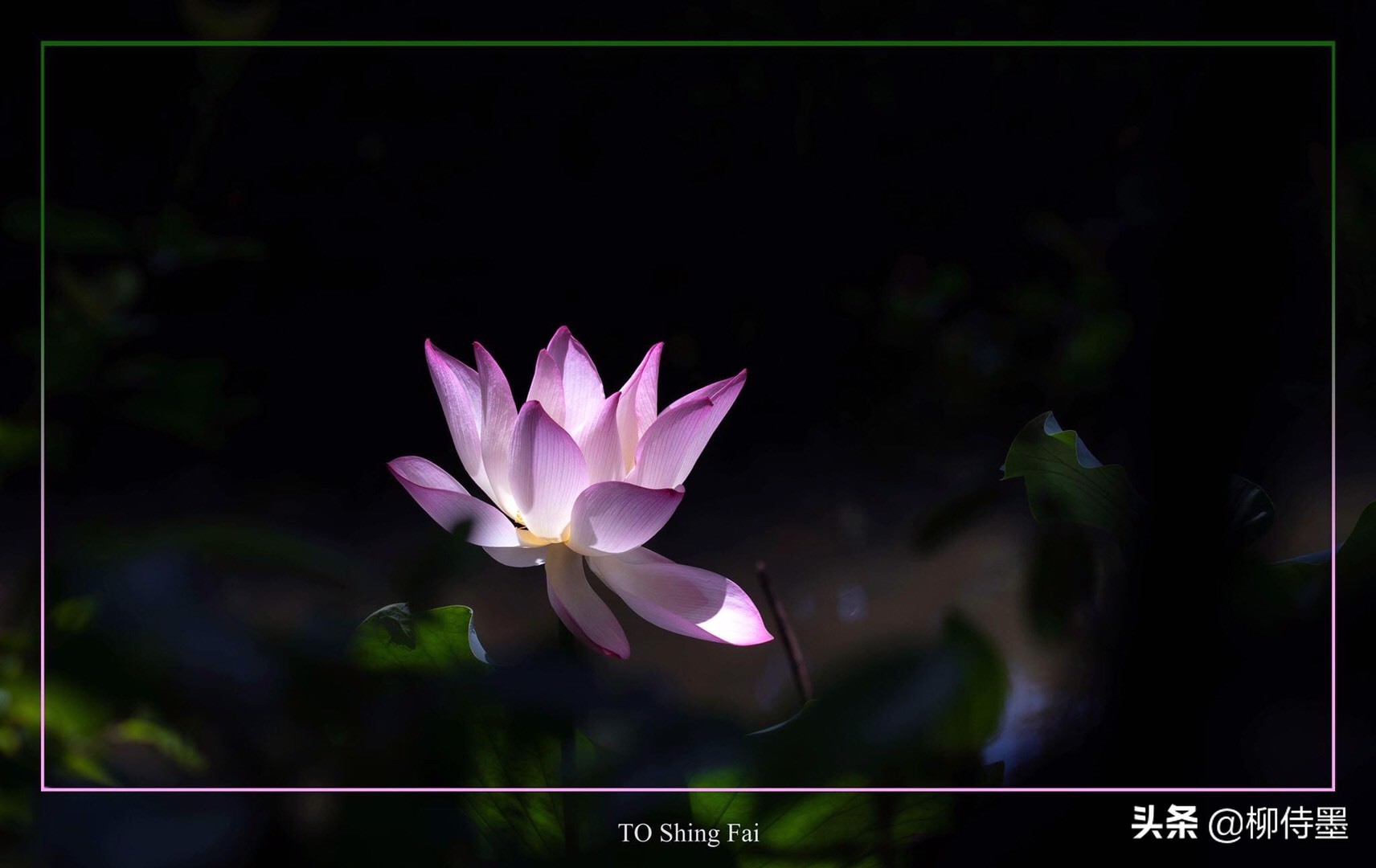 荷花摄影技巧和方法,荷花怎么拍出高级感的照片