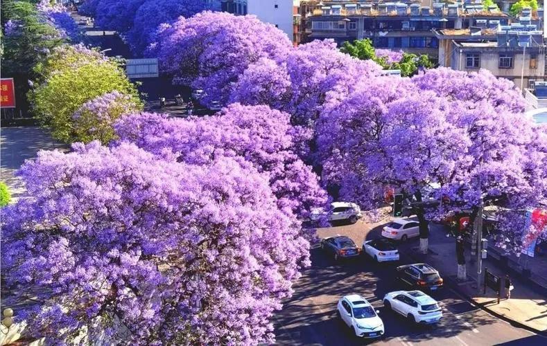 天猫正品险,天猫正品药房