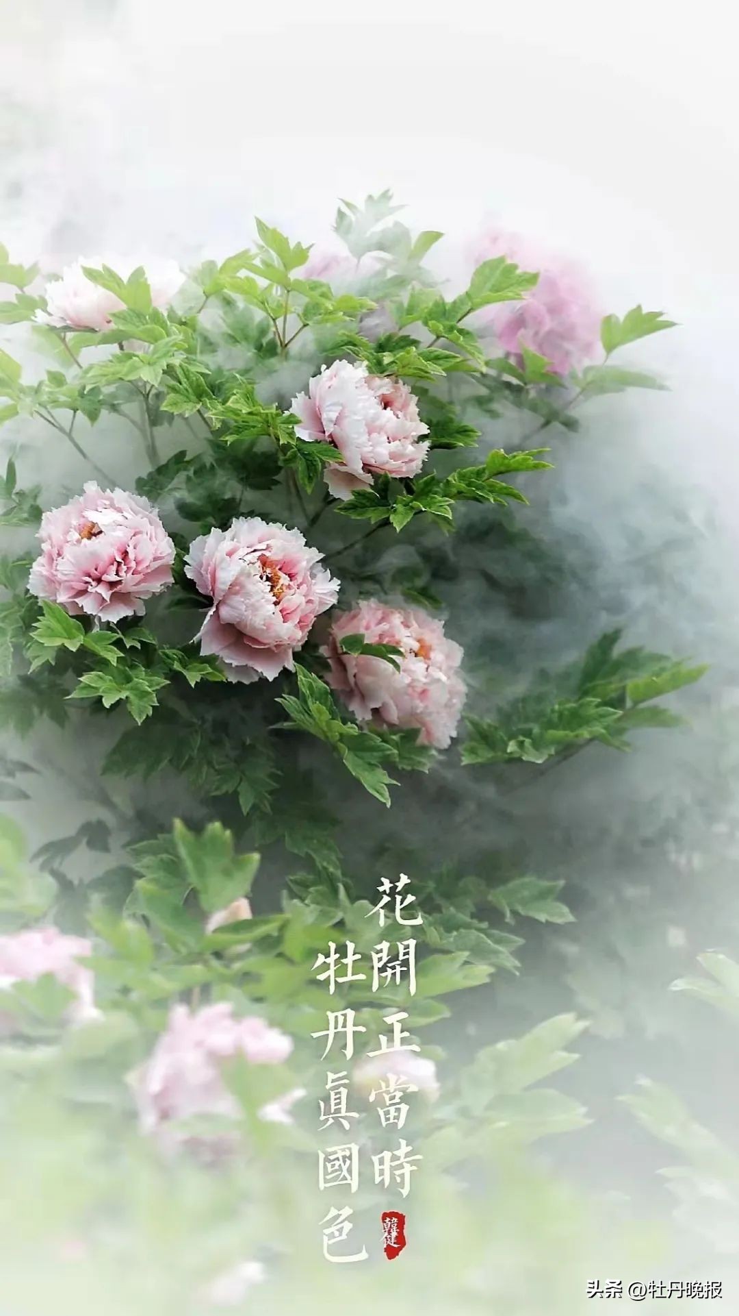 菏泽牡丹一日游全攻略,菏泽牡丹游玩攻略路线推荐