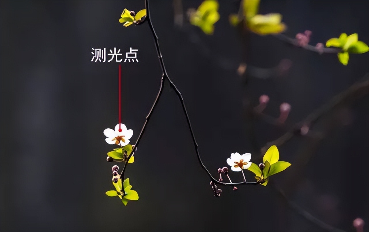 手机拍摄花朵怎么把背景变成黑色,苹果手机拍照背景黑色是怎么设置